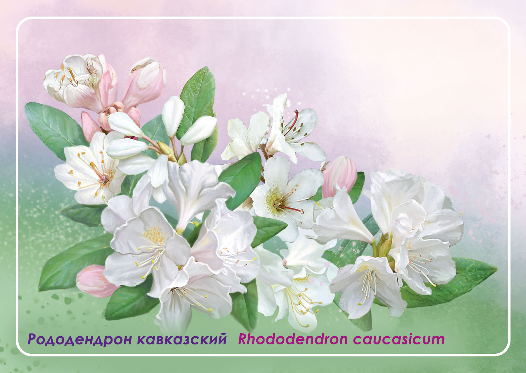 Флора России. Рододендрон кавказский