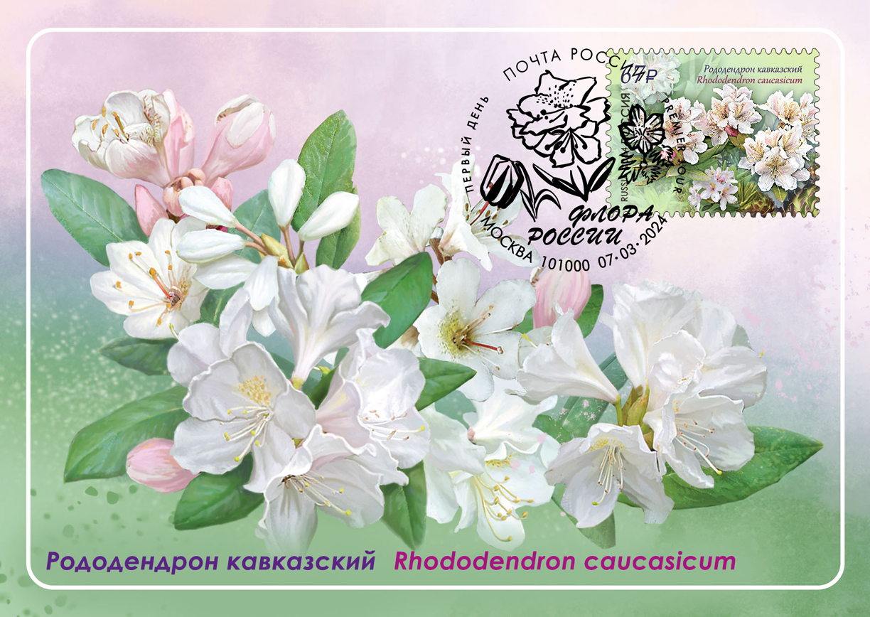 Caucasian rhododendron
