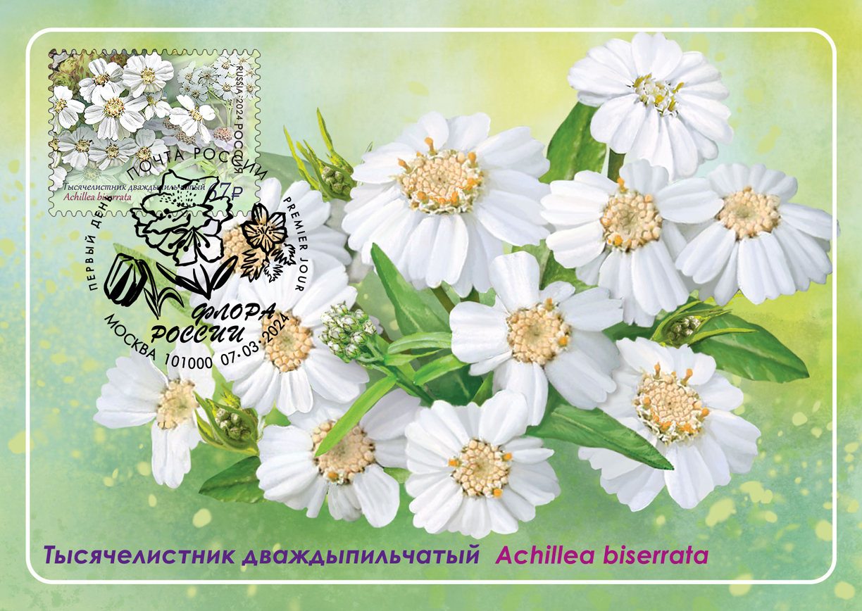 twice-serrated yarrow