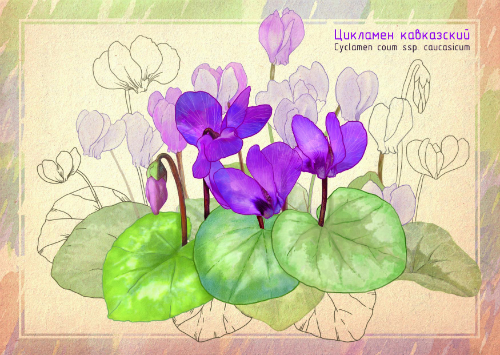 Цикламен кавказский