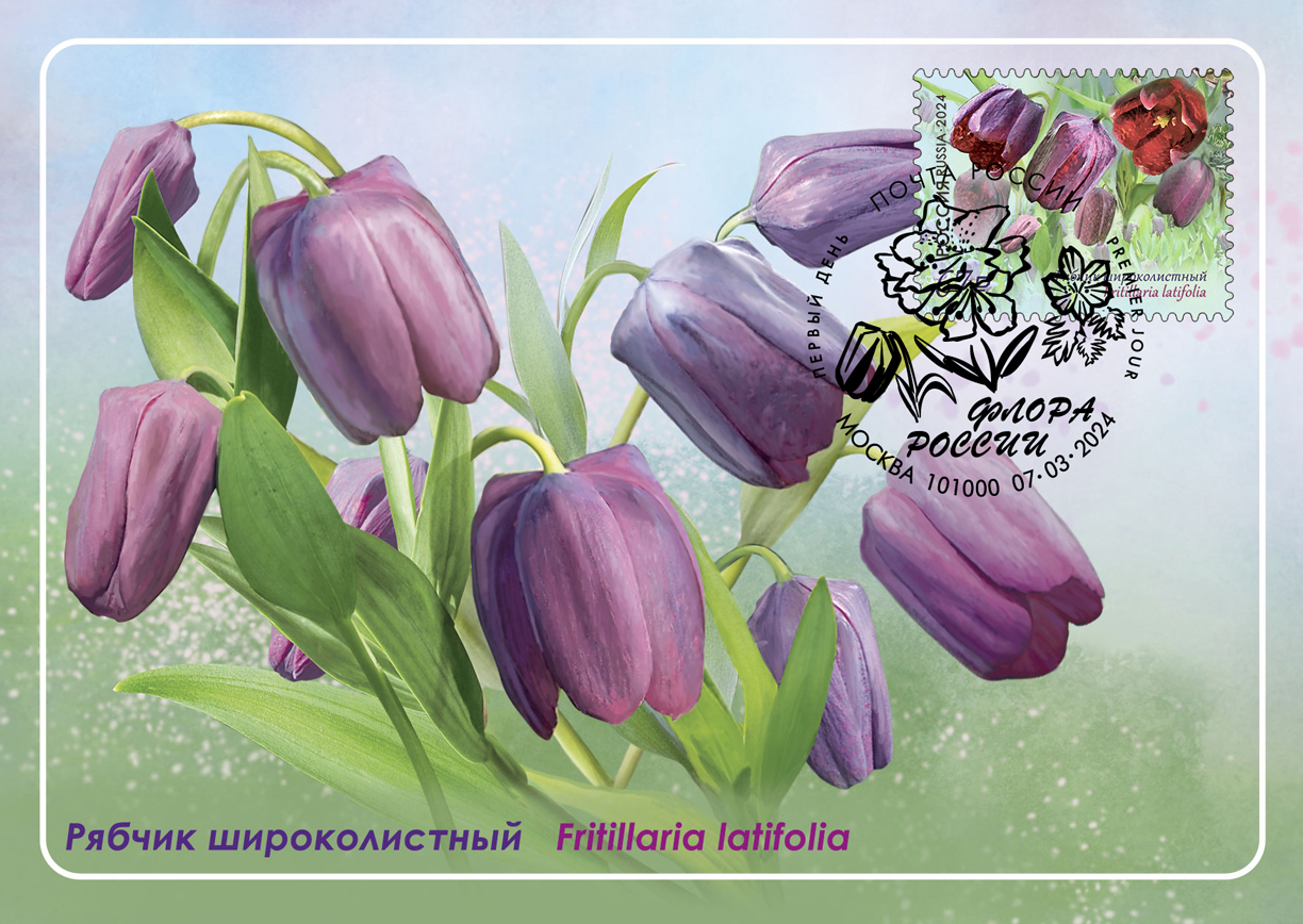 broad-leaved fritillaria