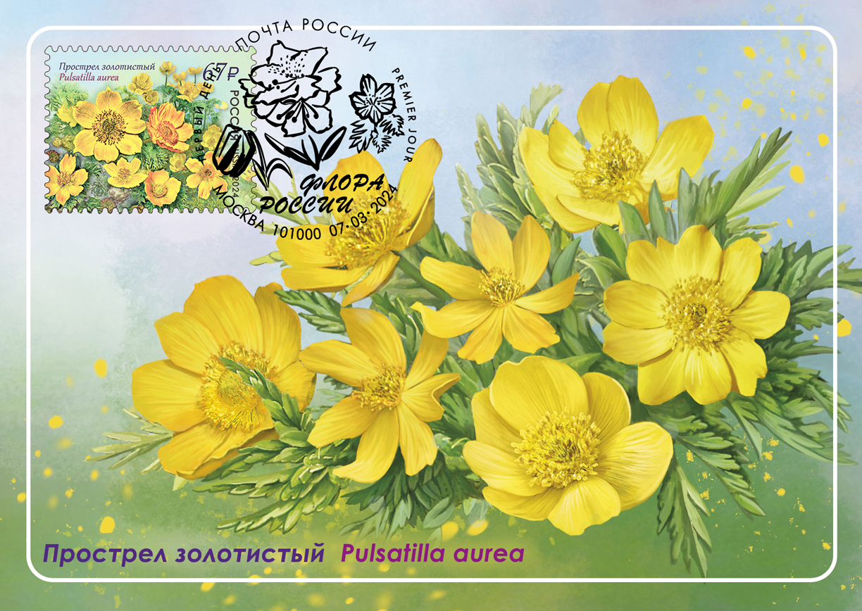 golden pasque flower